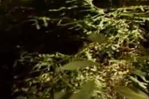 Park Ranger receives favourable