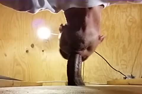 Me sucking Off A juicy Venezuelan fellow I have Had My Eyes On For A long Time! Per A Fan's Recent  Request I Show Off his spooge In My throat before Gulping It Down.
What A knob! What A Load! And So Fuckin' juicy! I Hope I acquire more Loads From H