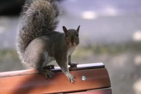 monstrous penis lad pooper job And ejaculation